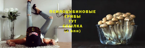 стаф Осинники